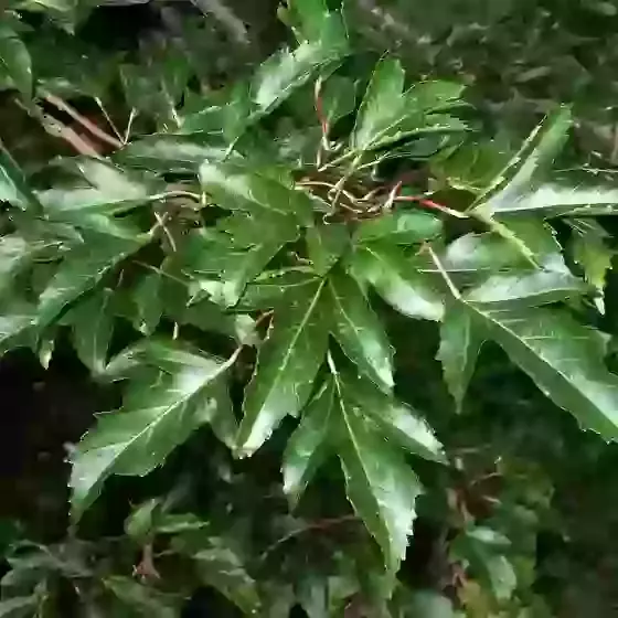 Acer tataricum subsp. ginnala Amur maple 